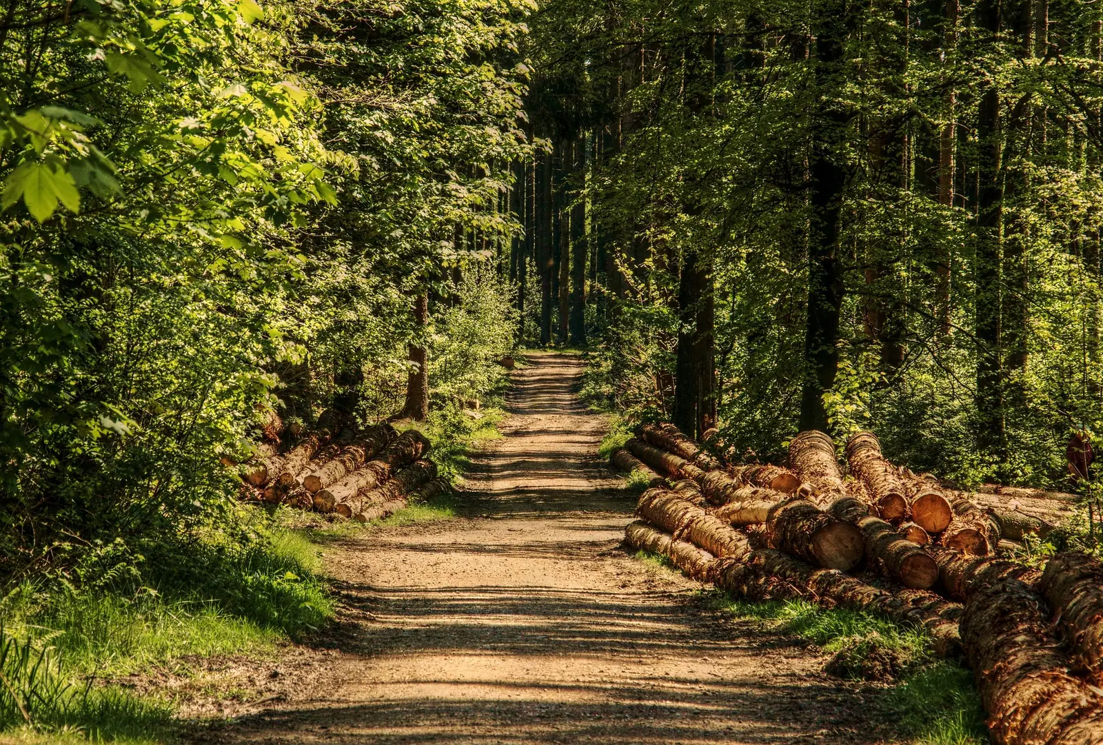 Waldweg mit geschlägertem Holz