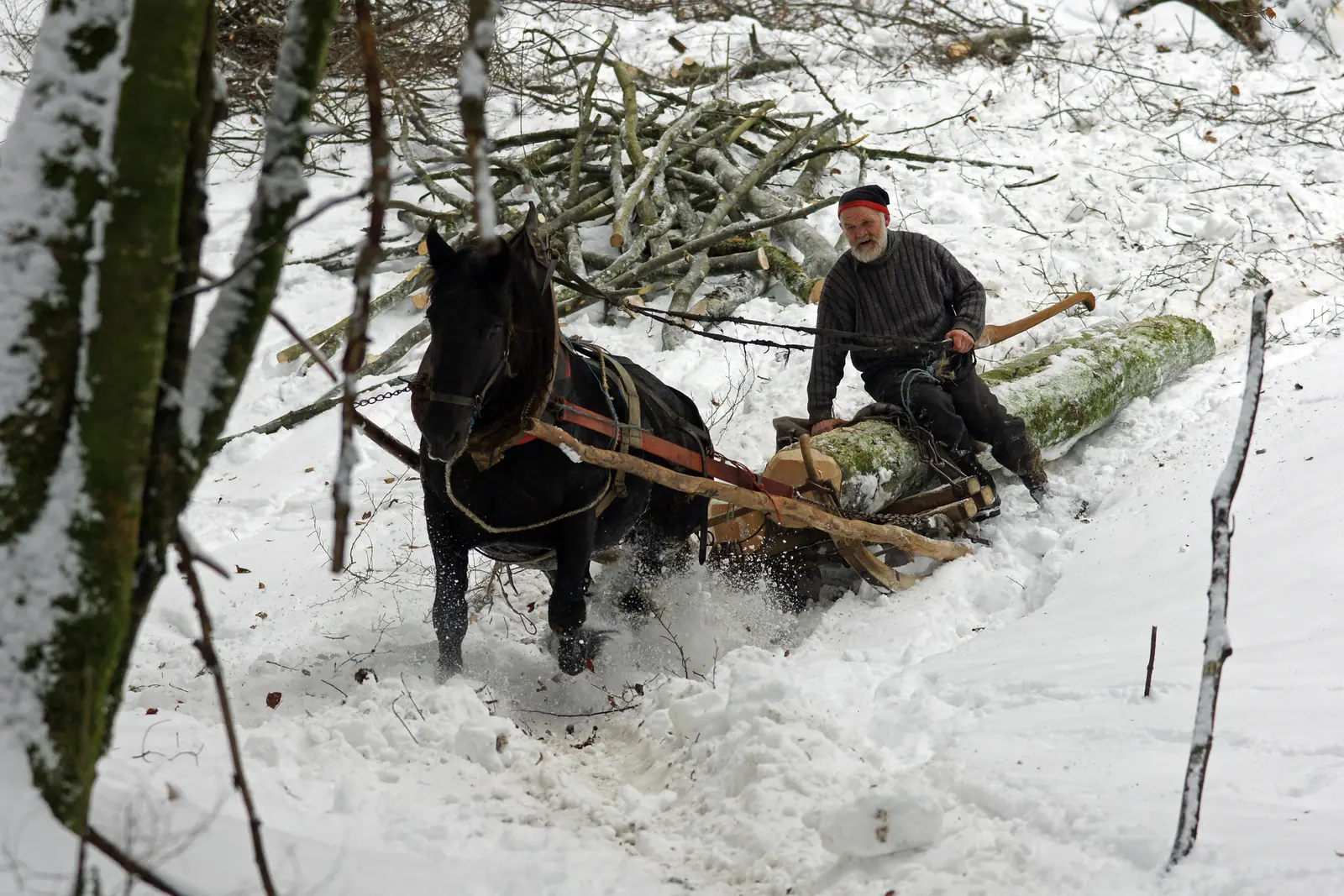 Holzrücken mit dem Pferd im verschneiten Wald
